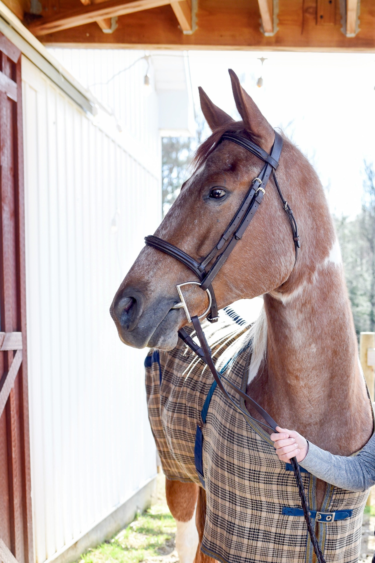Chestnut horse in blanket standing calmly at the barn